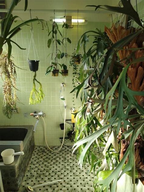 浴室 植物
